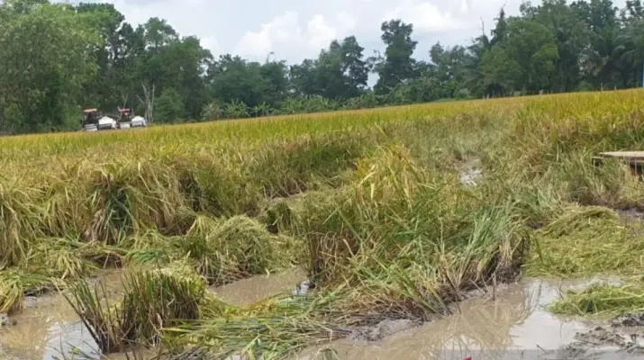 Program Cetak Sawah Sumsel Berjalan Sesuai Rencana, Produksi Pangan Terus Diperkuat